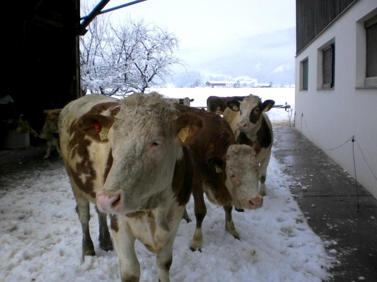 Waldschoenau Kirchbichl Zewnętrze zdjęcie